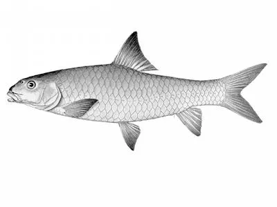 Largescale yellowfish (Labeobarbus marequensis)