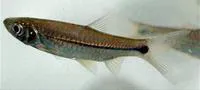 Largescaled rasbora (Rasbora paucisqualis)
