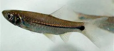 Largescaled rasbora (Rasbora paucisqualis)