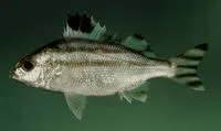 Largescaled terapon (Terapon theraps)