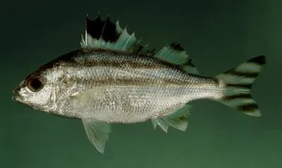 Largescaled terapon (Terapon theraps)
