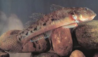 Largesnout goby (Awaous melanocephalus)