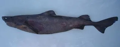 Largespine velvet dogfish (Centroscymnus macracanthus)