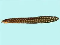 Largespot eel blenny (Congrogadus amplimaculatus)