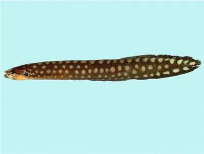 Largespot eel blenny (Congrogadus amplimaculatus)