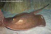 Largespot river stingray (Potamotrygon falkneri)