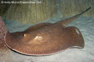 Largespot river stingray (Potamotrygon falkneri)