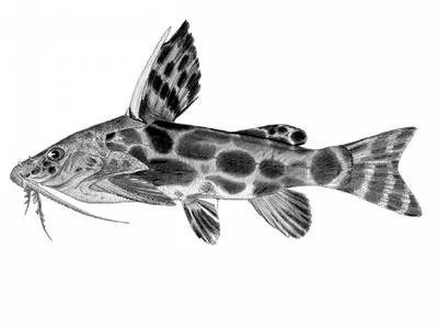 Largespot squeaker (Synodontis macrostigma)