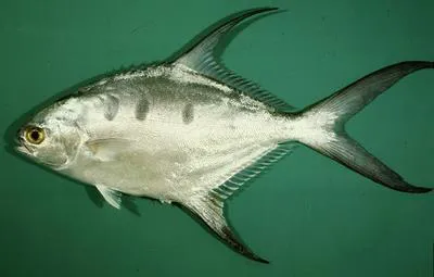 Largespotted dart (Trachinotus botla)