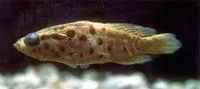 Largespotted soapfish (Rypticus bornoi)