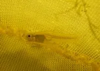 Largespring gambusia (Gambusia geiseri)