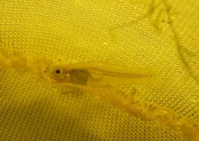 Largespring gambusia (Gambusia geiseri)
