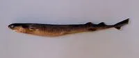 Largetooth cookiecutter shark (Isistius plutodus)