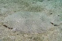 Largetooth flounder (Pseudorhombus arsius)