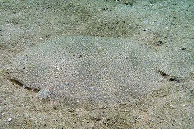 Largetooth flounder (Pseudorhombus arsius)