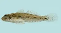 Largetooth goby (Macrodontogobius wilburi)