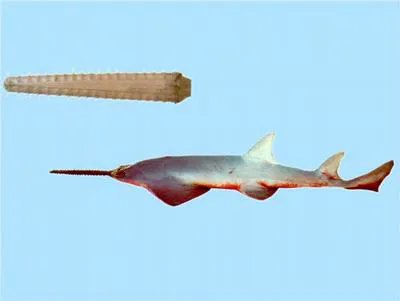 Largetooth sawfish (Pristis microdon)