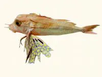 Latchet (Pterygotrigla polyommata)