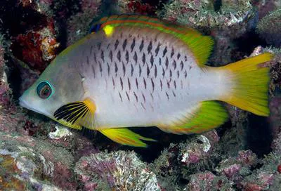 Latent slingjaw wrasse (Epibulus brevis)