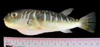 Lattice blaasop (Takifugu oblongus)