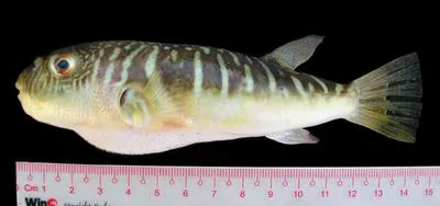 Lattice blaasop (Takifugu oblongus)