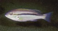 Lattice monocle bream (Scolopsis taenioptera)