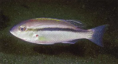 Lattice monocle bream (Scolopsis taenioptera)