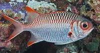 Lattice soldierfish (Myripristis violacea)