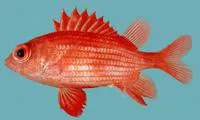 Lattice squirrelfish (Sargocentron inaequalis)