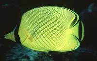 Latticed butterflyfish (Chaetodon rafflesii)