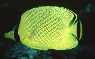 Latticed butterflyfish (Chaetodon rafflesii)