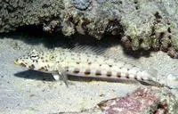 Latticed sandperch (Parapercis clathrata)