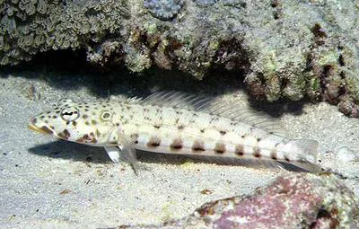 Latticed sandperch (Parapercis clathrata)