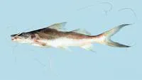 Laulao catfish (Brachyplatystoma vaillantii)