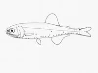 Laura's lantern fish (Loweina rara)