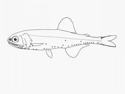 Laura's lantern fish (Loweina rara)
