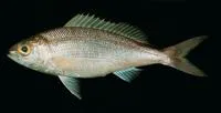 Lavender jobfish (Pristipomoides sieboldii)