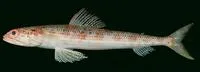 Lavender lizardfish (Synodus similis)