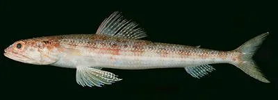 Lavender lizardfish (Synodus similis)