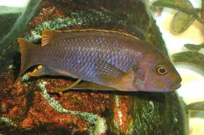 Lavender mbuna (Iodotropheus sprengerae)