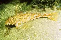 Lavender sculpin (Leiocottus hirundo)