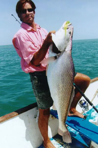 Law croaker (Pseudotolithus senegallus)