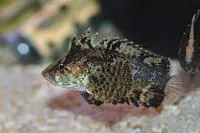 Leaf goblinfish (Neovespicula depressifrons)