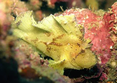 Leaf scorpionfish (Taenianotus triacanthus)