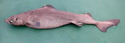Leafscale gulper shark (Centrophorus squamosus)