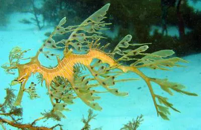 Leafy seadragon (Phycodurus eques)