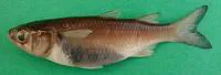 Leaping African mullet (Mugil capurrii)