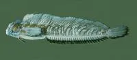 Leaping blenny (Alticus saliens)