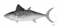 Leaping bonito (Cybiosarda elegans)