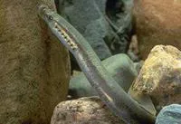 Least brook lamprey (Lampetra aepyptera)